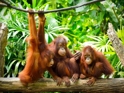 Orangutans at Feeding platform Sepilok Oranutan Rehabilitation Centre, Borneo
