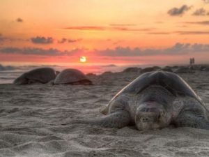 Sea Turtles on the Beach at Sunset