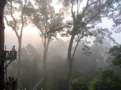 Canopy Walk, Danum Valley, Borneo