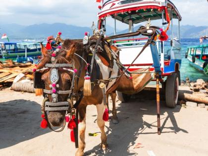 Cidomo - Horse Carriage, Gili Trawangan
