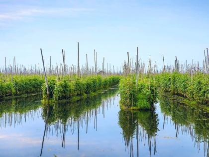 Floating Tomato Gardens, Inle Lake