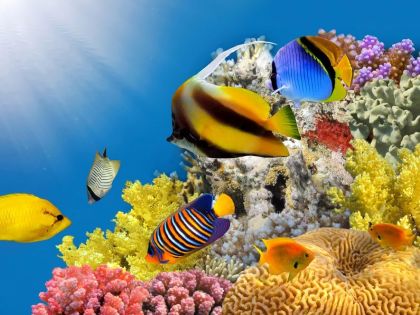 Marine Life, Coral reef with colored Fish