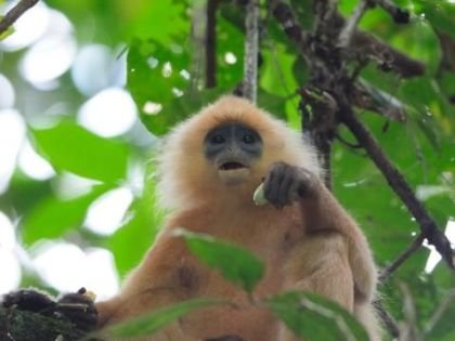 Monkey at Danum Valley, Borneo