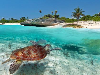 Turtle Swimming in Turquoise Water. 