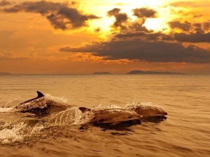 Dolphins jumping on sunset