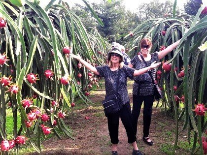 Dragon Fruit Farm, Vietnam