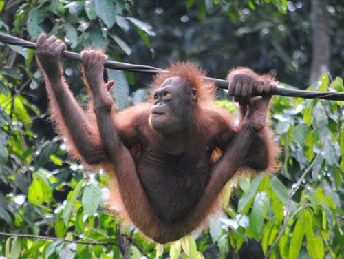 Baby Orangutan, Sepilok Orangutan Rehabilitation Centre, Sandakan