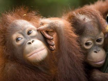 rasa-ria-orangutan