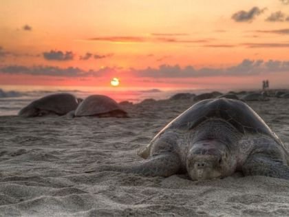 Turtles on a beach in sunset
