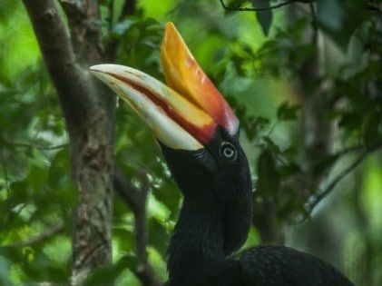 Rhinoceros Hornbill