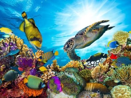 Colourful coral reef with many fishes and sea turtle