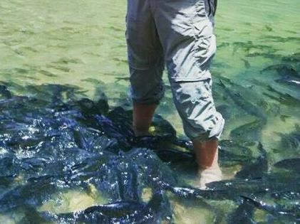 Luanti Fish Spa Sabah Borneo