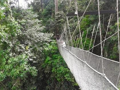 Canopy Walk Poring