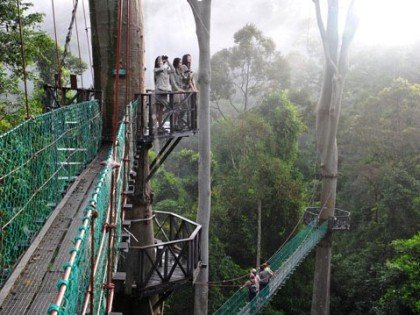 Canopy Walkway Borneo Rainforest Lodge