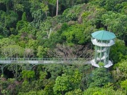 Canopy Walk Rainforest Discovery Centre