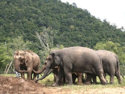 Elephant Nature Park, Chiang Mai