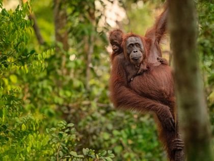 Orangutan with Baby