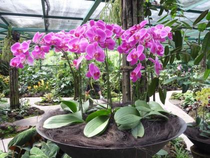 Pink orchids, Botanical garden, Singapore 