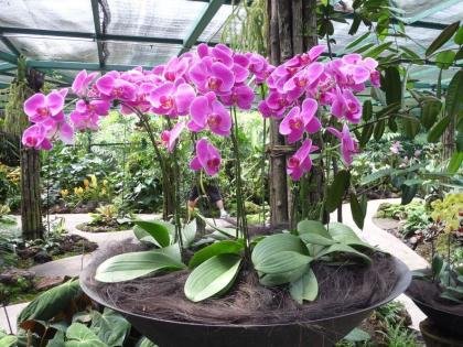 Pink orchids, Botanical garden, Singapore 