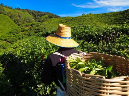 Tea Worker picking tea leaves in a basket