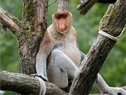 Proboscis Monkey