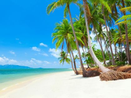 Tropical beach with coconut palm trees. Koh Samui, Thailand