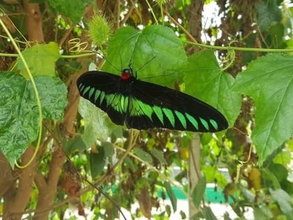 Butterfly Farm Cameron Highlands
