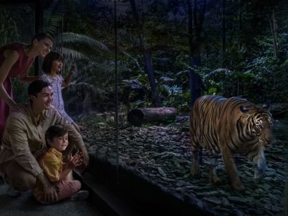 Singapore Night Safari - Tiger