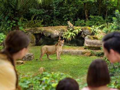 Singapore Zoo - Wild Africa - Lions