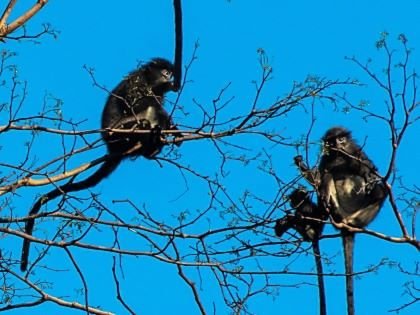 Gibbon monkeys at Rompin State Park