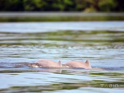 Irrawaddy Dolphin Tabin Rainforest Lodge