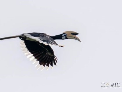 Oriental Pied Hornbill Tabin Rainforest Lodge