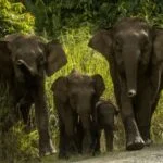 Borneon Pygmy Elephant Family