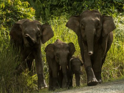 Borneon Pygmy Elephant Family