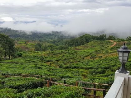 Sabah Tea Garden