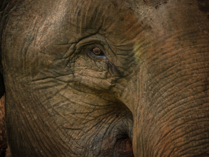 Close up photo of Borneon Pygmy Elephant