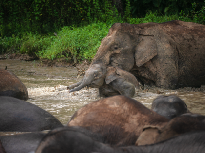 Mother and baby Borneon Pygmy Elephant