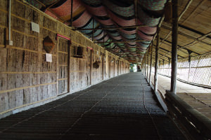 Traditional Longhouse