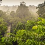 Canopy Walk, Rainforest Discovery Centre