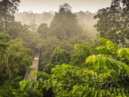 Canopy Walk, Rainforest Discovery Centre