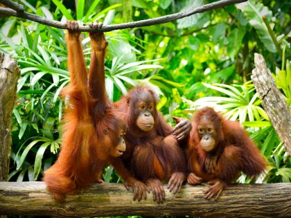 3 Orangutans Sepilok