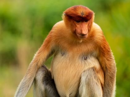 Female Proboscis Monkey