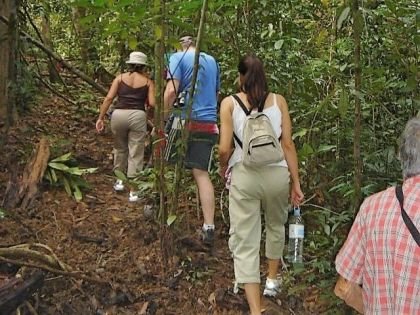 Jungle Trek Langkawi through the rainforest