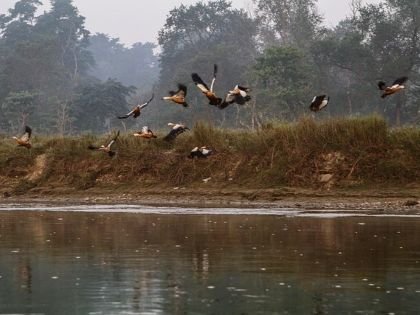 Birds at Chitwan National Park