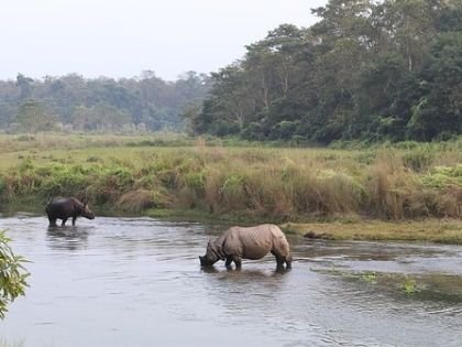 Rhino at River, Chitwan National Park, Nepal